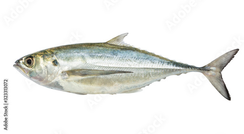 Tuna fish isolated on white background