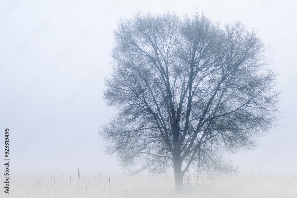 Winter landscape of a bare tree in fog, tall grass prairie, Fort Custer State Park, Michigan, USA