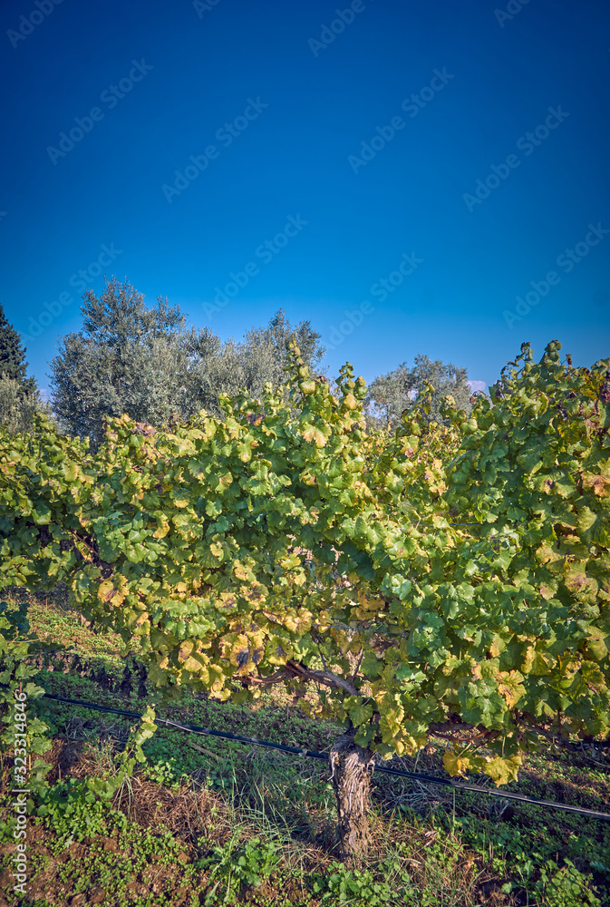 Naklejka premium Vineyard in the early Autumn after harvesting