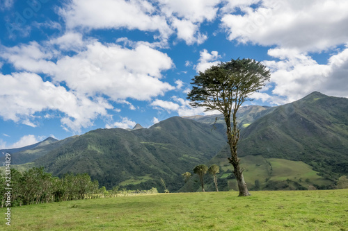  beautiful big tree in the mountains of Colombia