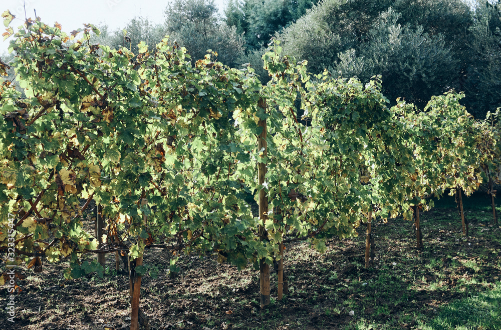 Vineyard in the early Autumn after harvesting Vineyard in the early Autumn after harvesting