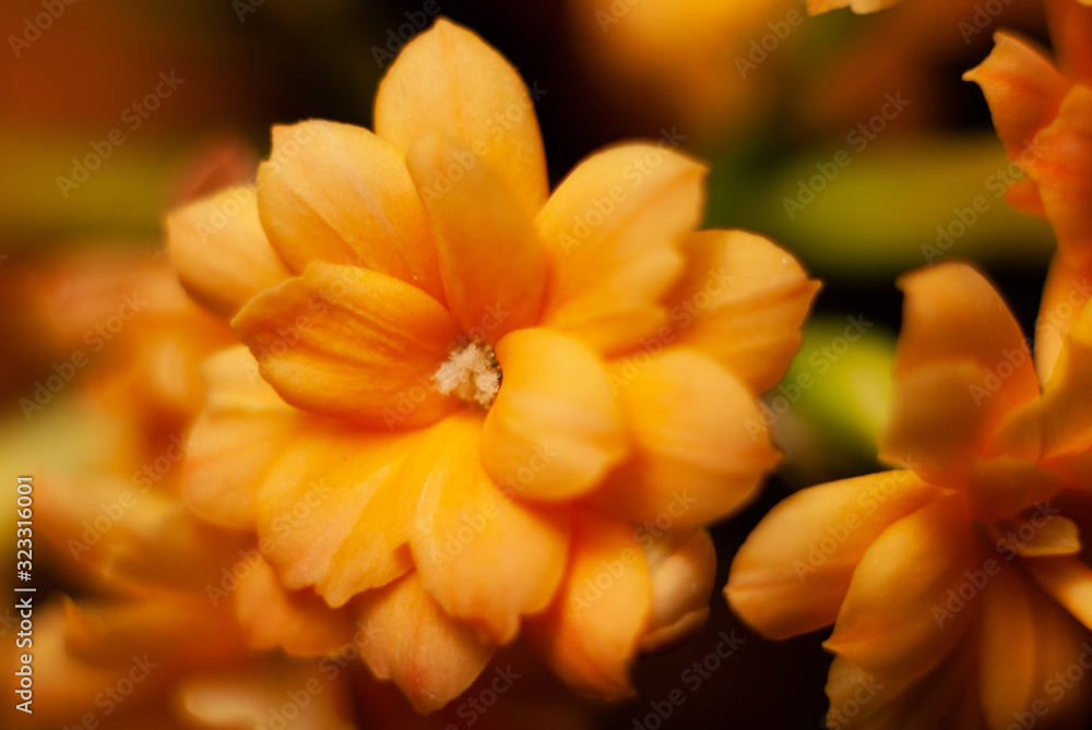 Obraz premium flower