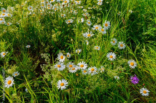 Meadow chamomile, valerian, raspberry and other wildflowers on a glade on a summer day. photo