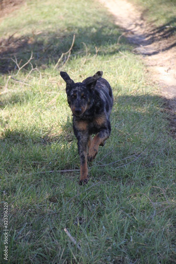 Beauceron dog having fun in puddles in forest Beauceron dog having fun in puddles in forest