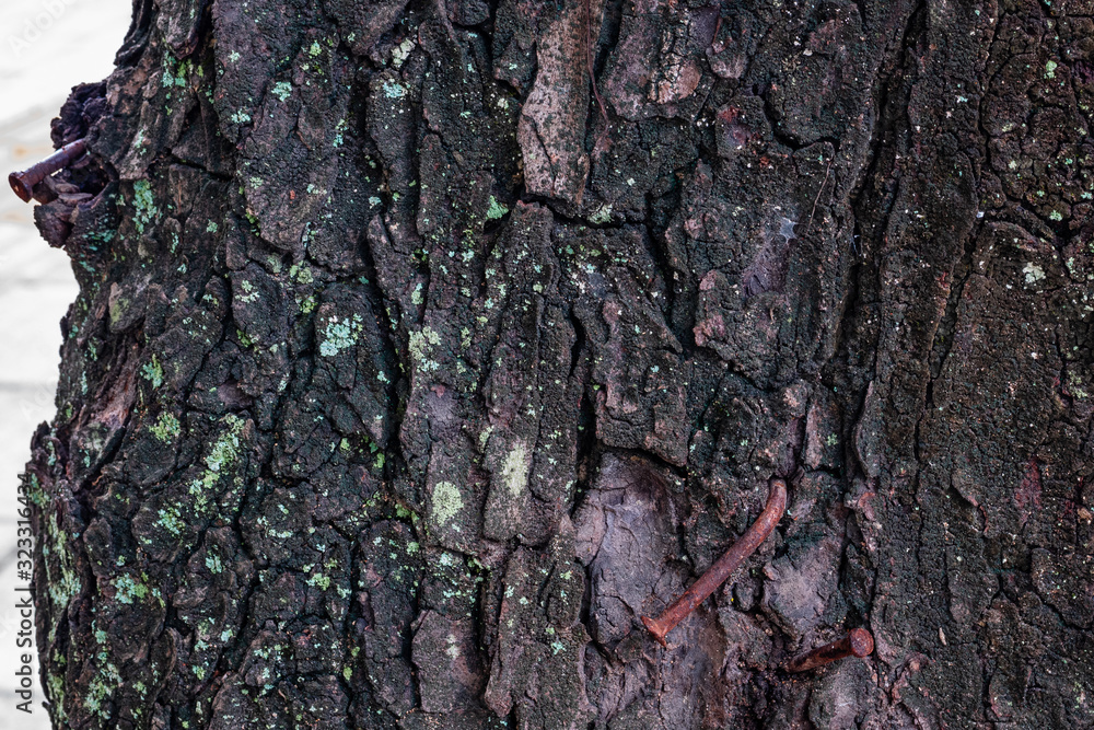 Wood bark texture, close up. Tree bark background. Nature abstract backdrop. Wood bark texture, close up. Tree bark background. Nature abstract backdrop.