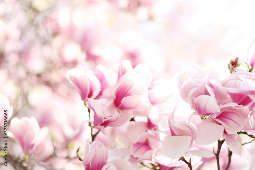 Nature background with magnolia. Beautiful bloomed cherry tree. Natural pink background, spring atmosphere. 