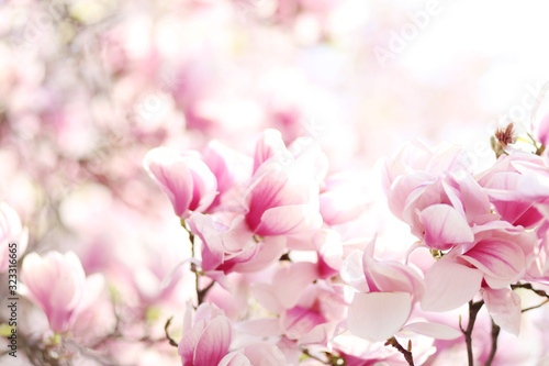 Nature background with magnolia. Beautiful bloomed cherry tree. Natural pink background  spring atmosphere. 