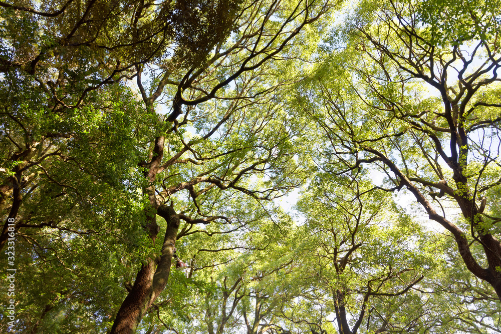 Obraz premium Treetops and branches with fresh green leaf and blue sky