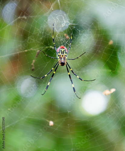 Closeup of the red, yellow and black spider Trichonephila clavata in the spiderweb, also known as Joro spider, member of the golden orb-web spiders