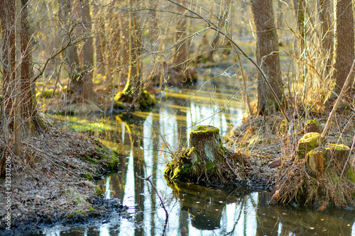 Fototapeta Naklejka Na Ścianę i Meble -  Small and narrow stream winding throught the dense forest on early spring