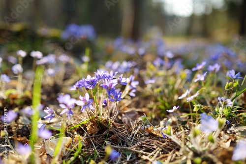 Blossoming hepatica flower in early spring in forest
