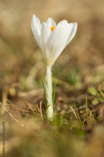 Crocus vernus or spring crocus, white flower variety, giant crocus, a species in Family Iridaceae, native in Europe, early spring flower, ornamental plants in Iridaceae family, Dutch Crocus