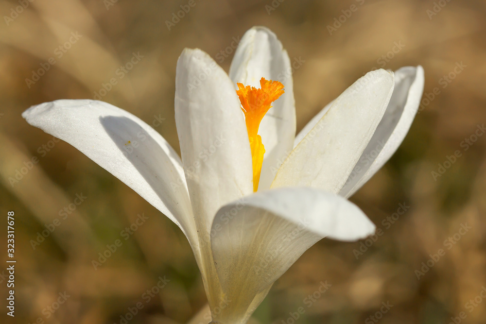 Fototapeta premium Crocus vernus or spring crocus, white flower variety, giant crocus, a species in Family Iridaceae, native in Europe, early spring flower, ornamental plants in Iridaceae family, Dutch Crocus