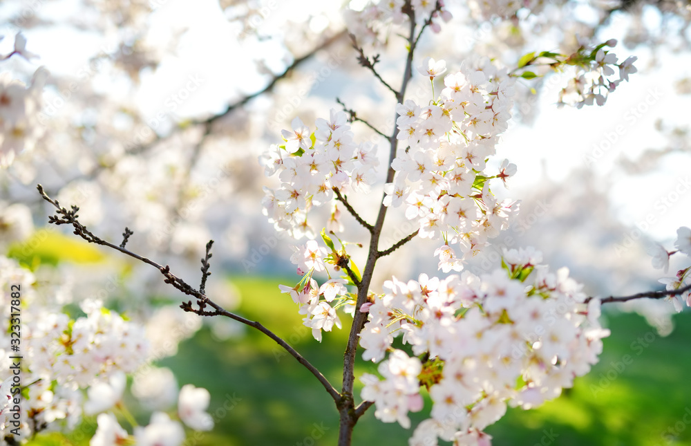 Beautiful cherry tree blossoming on spring. Beauty in nature. Tender cherry branches on sunny day outdoors. Beautiful cherry tree blossoming on spring. Beauty in nature. Tender cherry branches on sunny day outdoors.