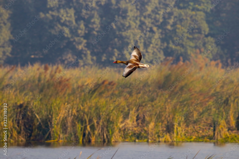 goose flying goose flying