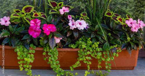 Fototapeta Naklejka Na Ścianę i Meble -  Floral arrangements. Annual plants in floral decorative compositions. Landscaping of balconies and verandas.
