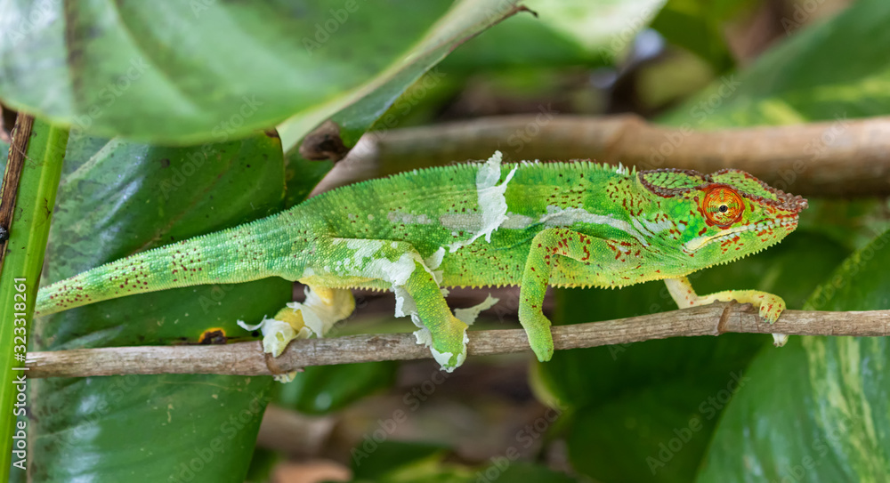 Close-up view of a male Panther chameleon (Furcifer pardalis)