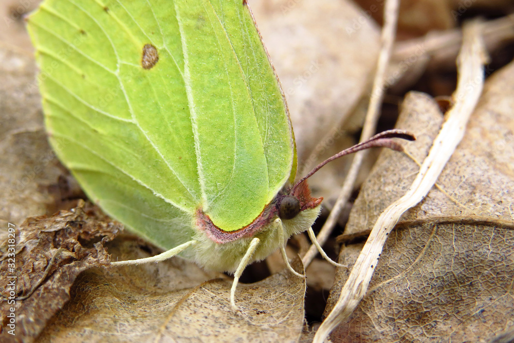 Brimstone, Gonepteryx rhamni or Common brimstone, a yellow butterfly of the family Pieridae, early spring butterfly with yellow wings Papilio rhamni Brimstone, Gonepteryx rhamni or Common brimstone, a yellow butterfly of the family Pieridae, early spring butterfly with yellow wings Papilio rhamni