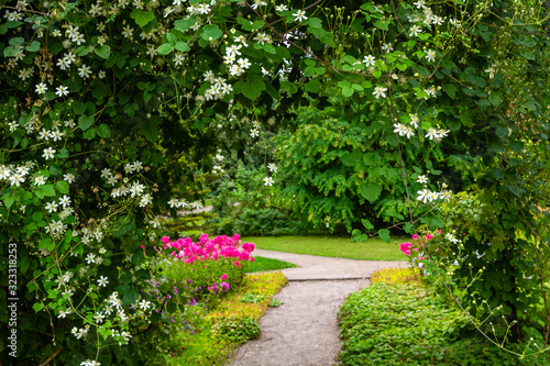 Fototapeta Naklejka Na Ścianę i Meble -  Pretty garden path covered by an arbor in summertime. The beautiful climbing plant Clematis.