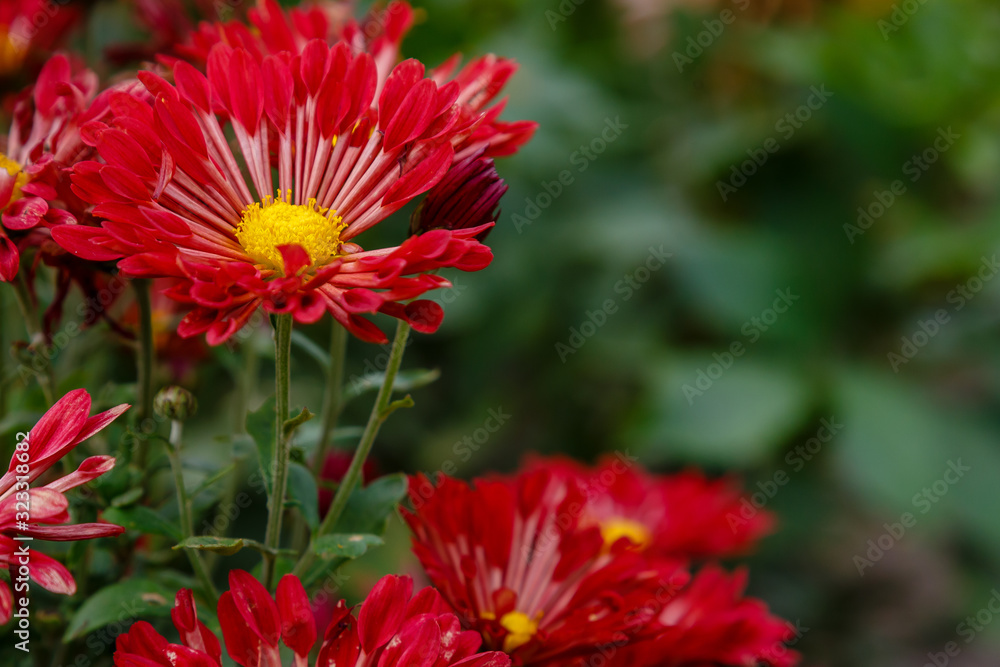 Flower of chrysanthemum koreanum in autumn garden Flower of chrysanthemum koreanum in autumn garden