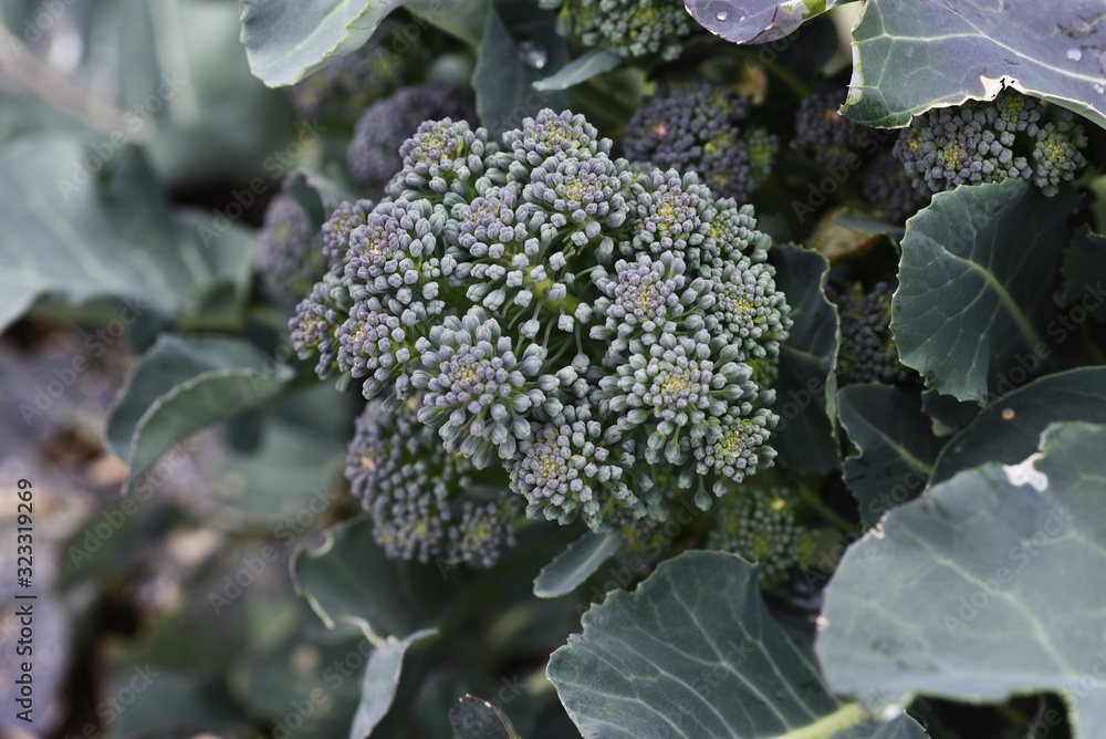 Broccoli flowers / Broccoli is a healthy green and yellow vegetable rich in vitamins and carotene. Broccoli flowers / Broccoli is a healthy green and yellow vegetable rich in vitamins and carotene.