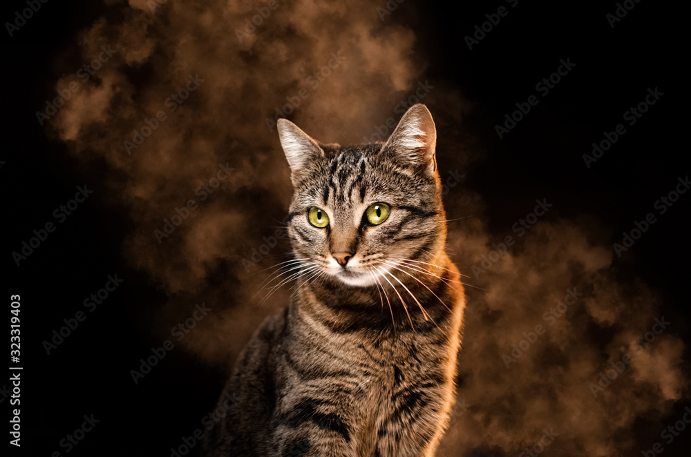portrait of a cat on a black background with smoke cute animal photo studio