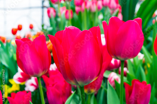 Fototapeta Naklejka Na Ścianę i Meble -  Beautiful red tulips (Spryng Tide species)