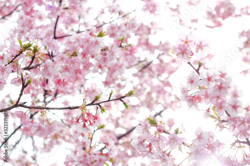 河津桜, 桜, sakura, Japan