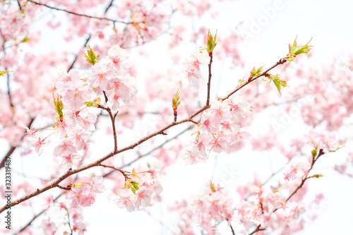 河津桜, 桜, sakura, Japan © apon