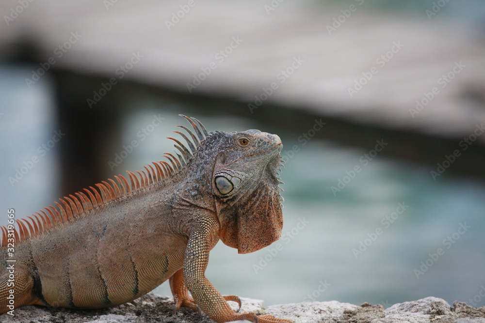 close-up orange and green iguana sitting on wall with spines down back close-up orange and green iguana sitting on wall with spines down back