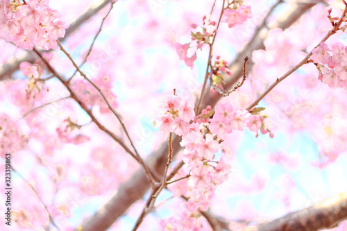 河津桜, 桜, sakura, Japan