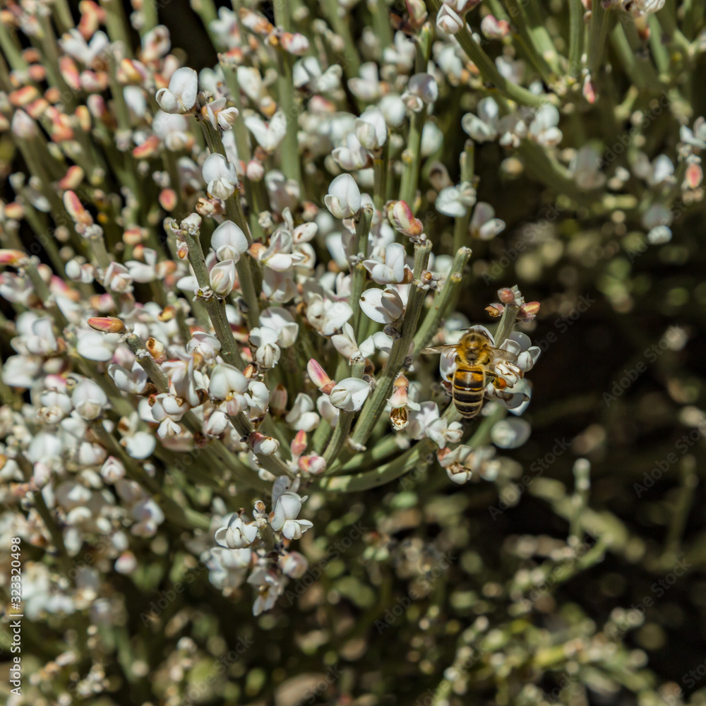 Blooming endemic bush. White flowers of Retama rhodorhizoides. Red lava rocks on the blurred background National Park Teide, Tenerife, Canary Islands Blooming endemic bush. White flowers of Retama rhodorhizoides. Red lava rocks on the blurred background National Park Teide, Tenerife, Canary Islands