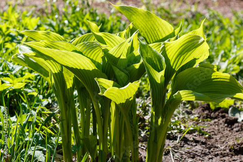 Hosta (lat. Hosta) in garden. Hosta - genus of perennial herbaceous plants of the family Green. Beautiful bright green leaves ornamental plant hosta. photo