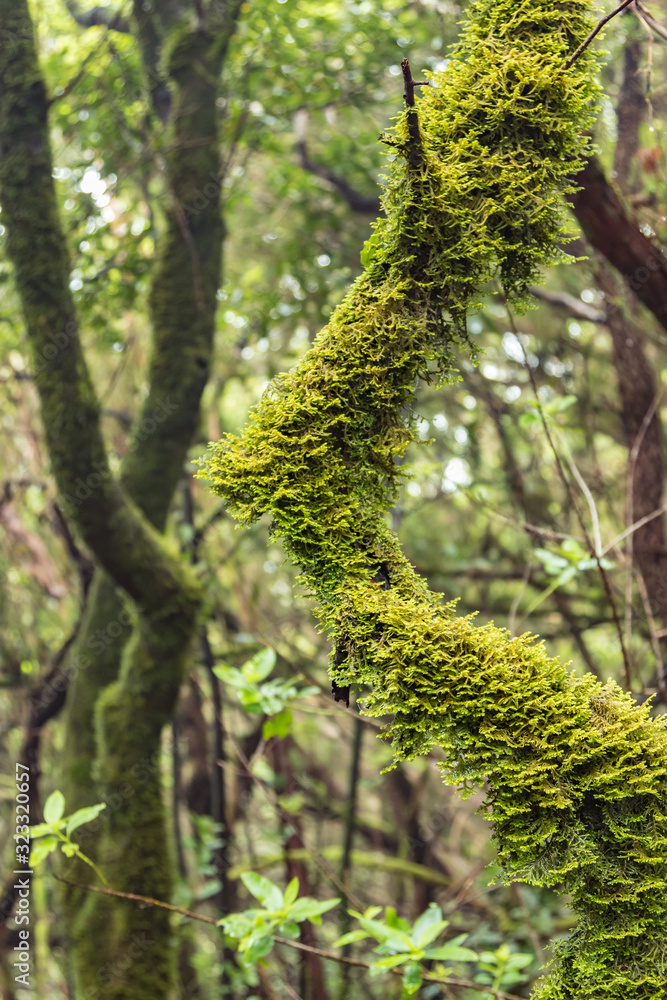Fototapeta premium Close up selective focus. Curved trunk of the Canary Laurel covered with thick wet moss. National Park Anaga, Tenerife, Spain