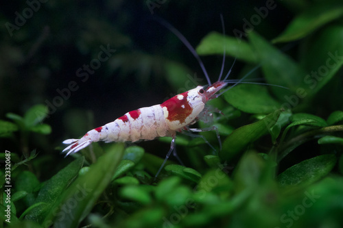 Close up of Crystal Red Shrimp photo