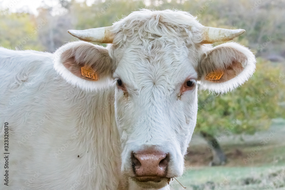 A French Charolaise Beef Cattle Stares at the Photographer A French Charolaise Beef Cattle Stares at the Photographer