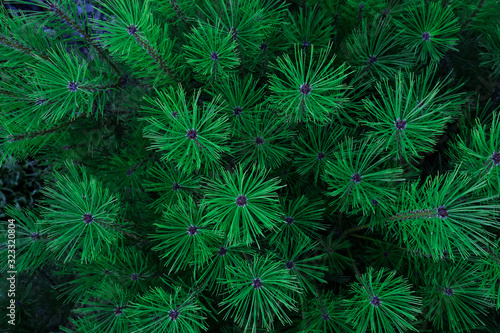 Close-up of Christmas pine tree branches background. Green background of pine tree branches