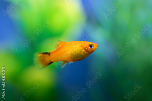 Close up of Orange color Platy fish against green and blue blurred background