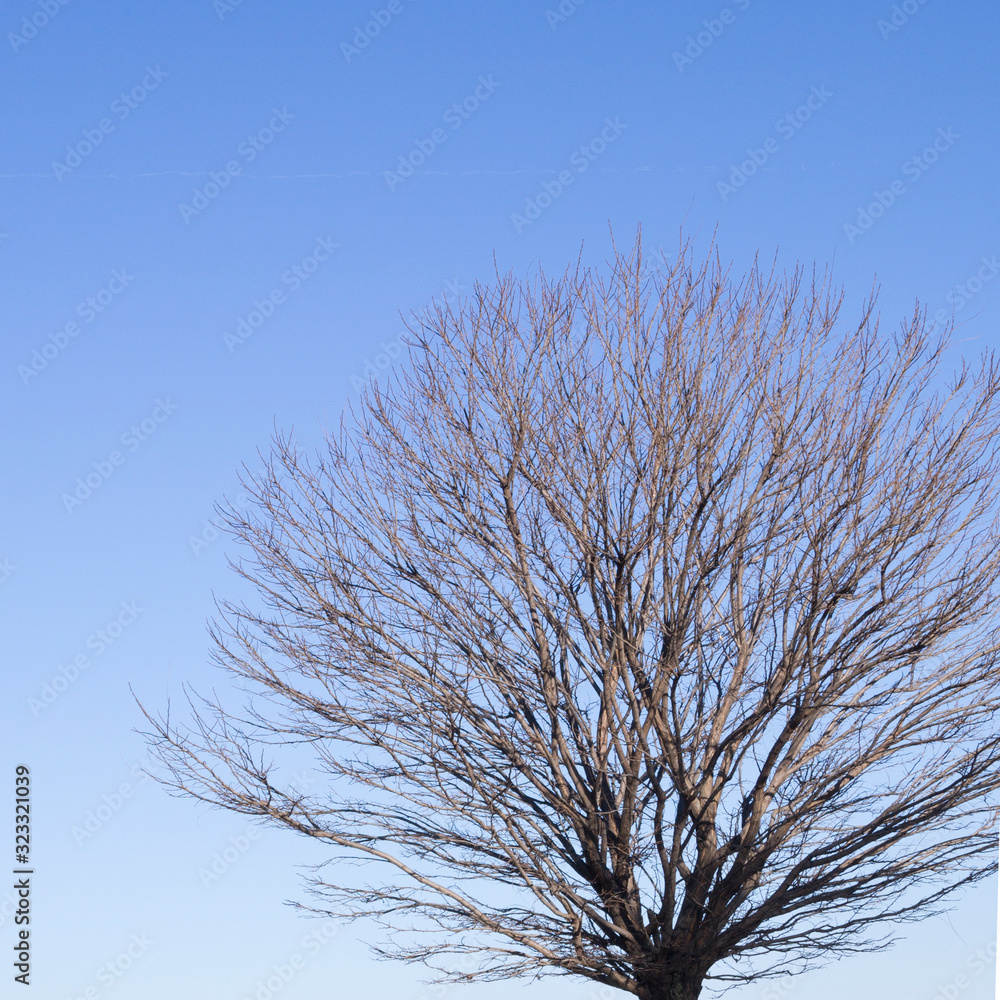 branches of a large tree on a background of blue sky branches of a large tree on a background of blue sky