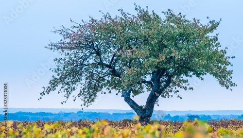 A Lone Tree in a Vineyard in the Bourgogne Region of France