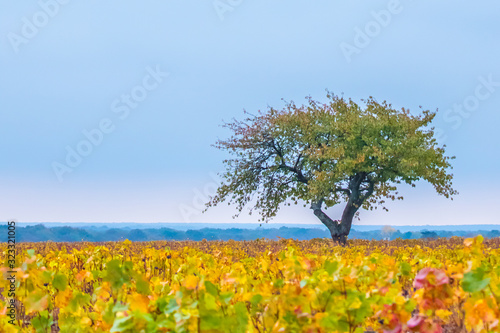 A Lone Tree in a Vineyard in the Bourgogne Region of France