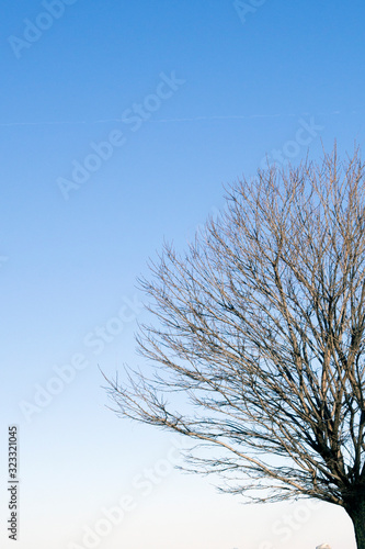 branches of a large tree on a background of blue sky