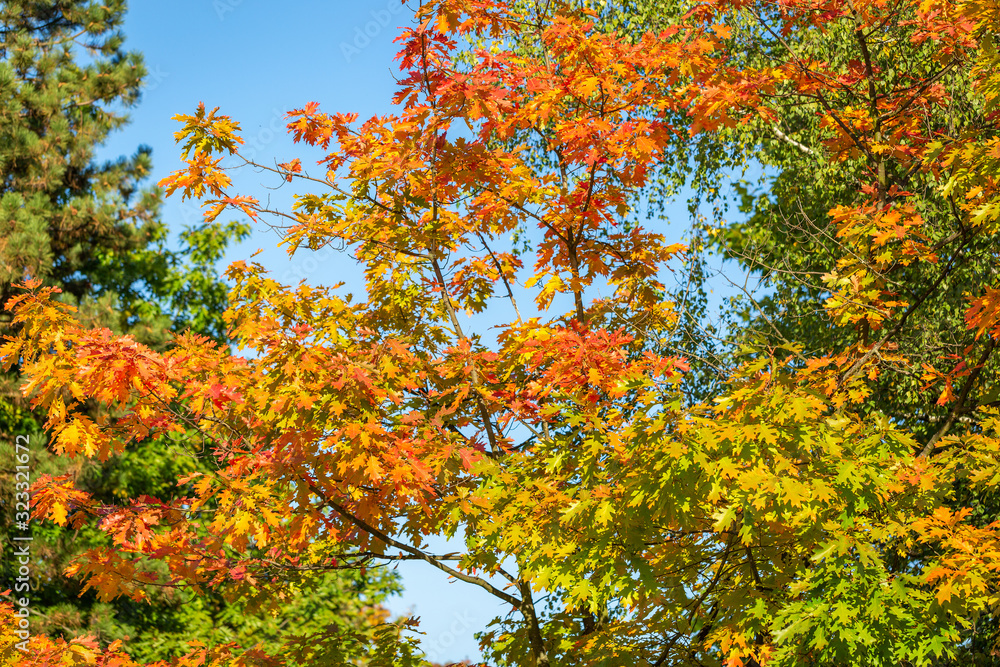 Bright branches of northern red oak with red, orange, yellow and green leaves. Autumn natural background Bright branches of northern red oak with red, orange, yellow and green leaves. Autumn natural background