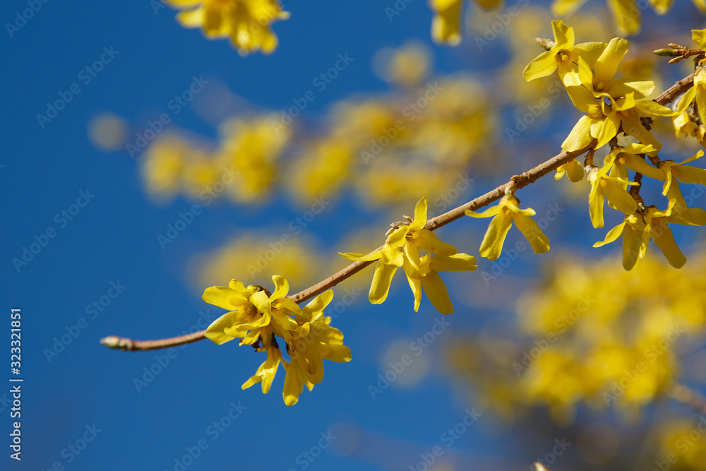 Spring background with yellow flowers of Forsythia.Border forsythia is an ornamental deciduous shrub of garden origin.Golden Bell in spring garden. Spring background with yellow flowers of Forsythia.Border forsythia is an ornamental deciduous shrub of garden origin.Golden Bell in spring garden.