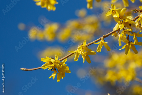 Spring background with yellow flowers of Forsythia.Border forsythia is an ornamental deciduous shrub of garden origin.Golden Bell in spring garden.