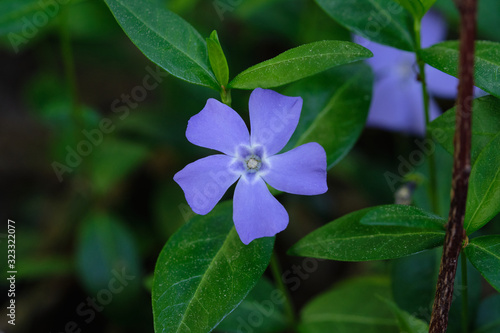 Close-up of blue violet myrtle flower. White star in the center of flower and green leaves around it.