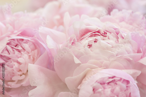 Beautiful pink peonies background. Delicate wedding floral background. Blossom pink peonies macro.