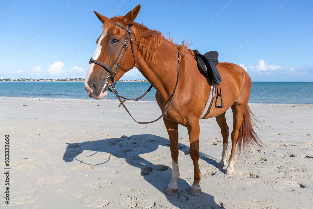 Cheval sur la plage Cheval sur la plage