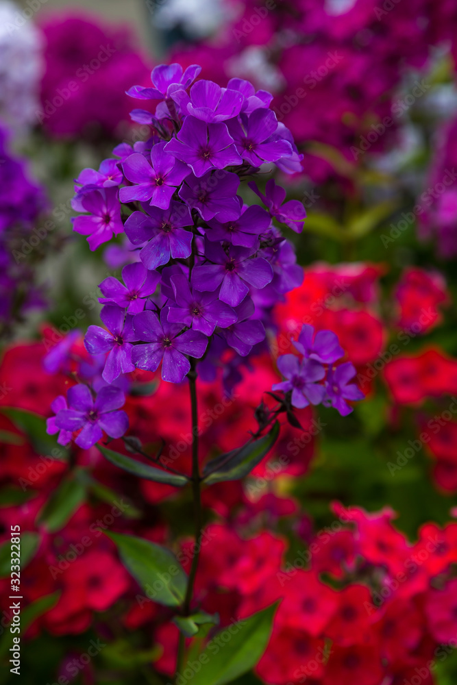 Beautiful different inflorescences of Phlox paniculatа at the Botanical exhibition. The flowers of Phlox paniculata varieties. Beautiful different inflorescences of Phlox paniculatа at the Botanical exhibition. The flowers of Phlox paniculata varieties.