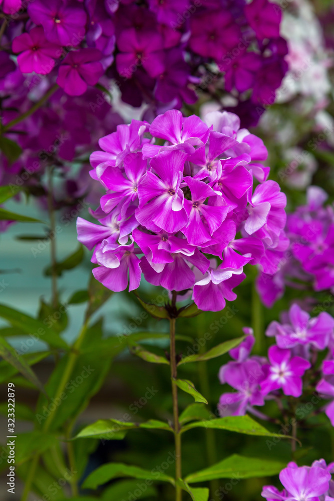 Beautiful different inflorescences of Phlox paniculatа at the Botanical exhibition. The flowers of Phlox paniculata varieties.